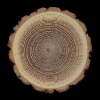 robinia akacjowa