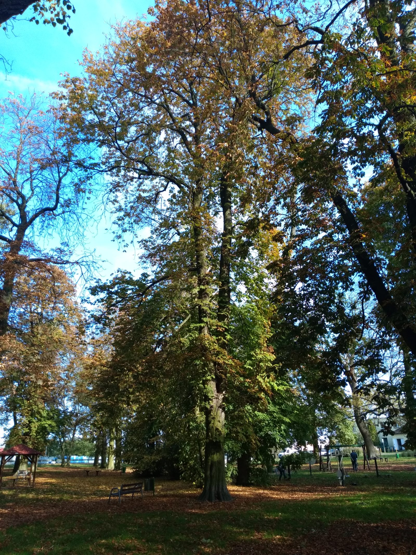 IMG_20191020_133630722