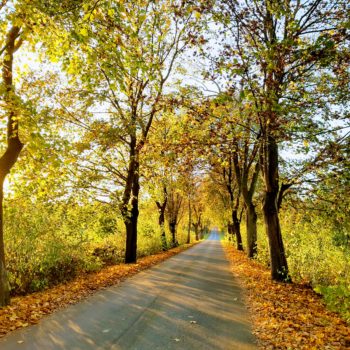 Inwentaryzacje drzew przydrożnego pasa zieleni