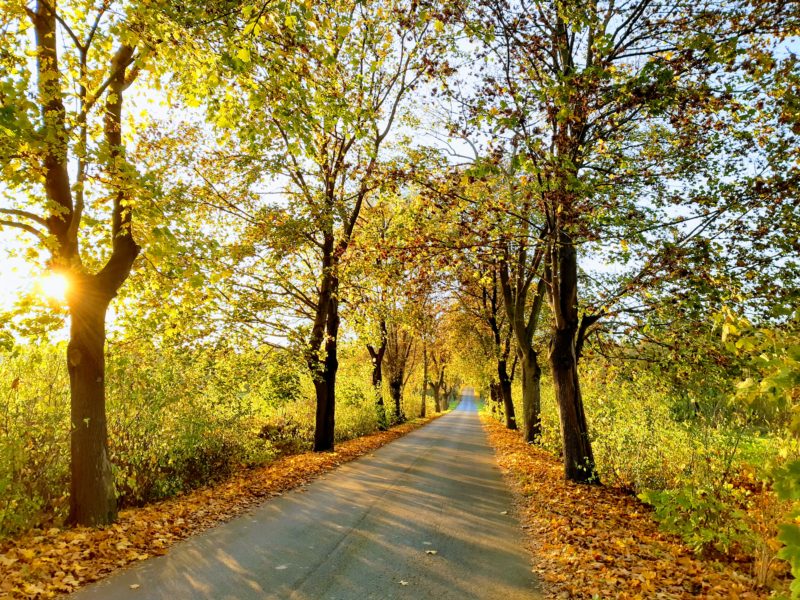 Inwentaryzacje drzew przydrożnego pasa zieleni