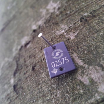 System znakowania drzew