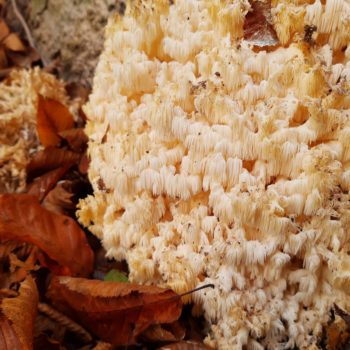 inwentaryzacja przyrodnicza porostów