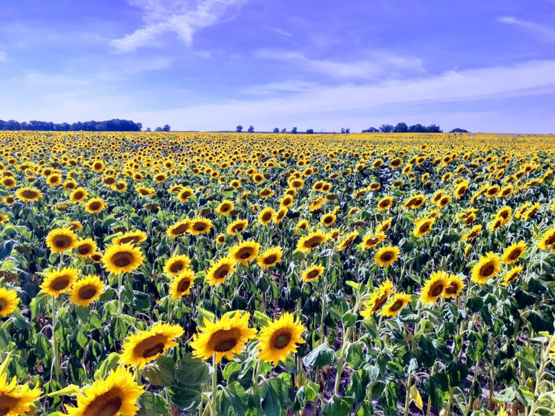 inwentaryzacja przyrodnicza