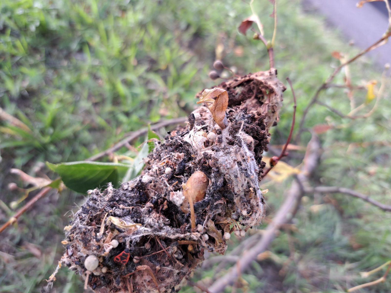 Opinia entomologiczna – barczatka puchowica przyczyną uszkodzenia drzew